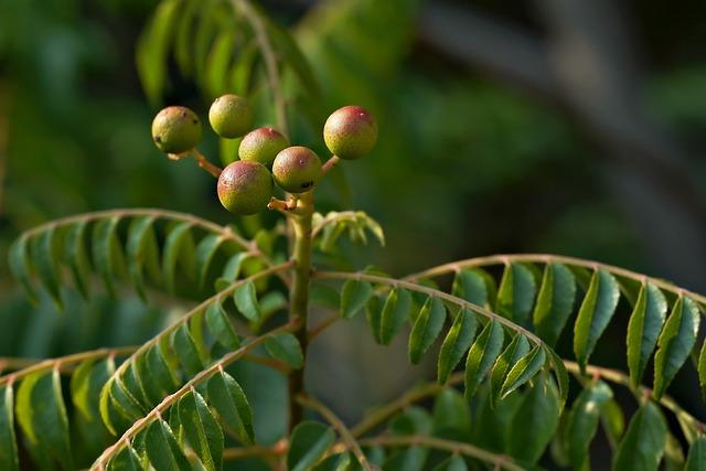 Herbal Alternatives: nature’s Remedies ⁣for Insomnia and restlessness