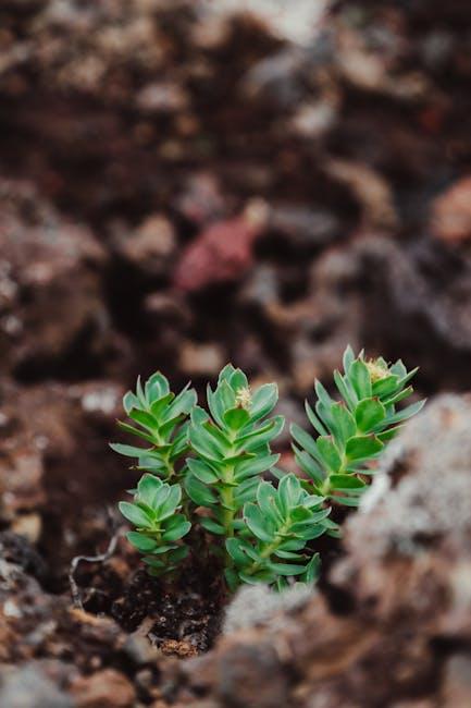 rhodiola's Role ⁣in boosting Energy and Cognitive Function: A Closer Look