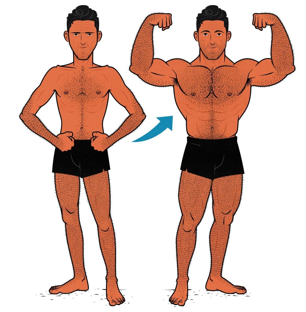 Key Ingredients That drive‌ Muscle Growth and Recovery