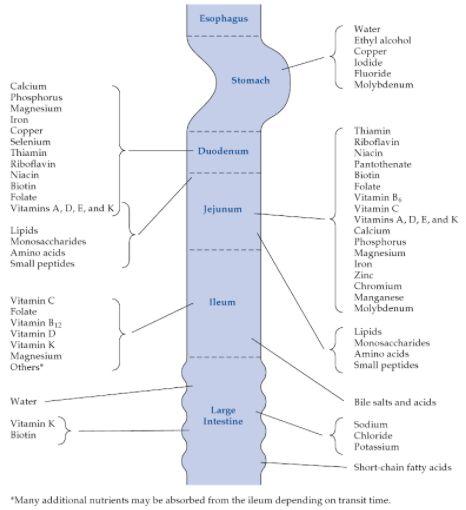 The Science of Absorption: How ‍the Body Processes Different Vitamins