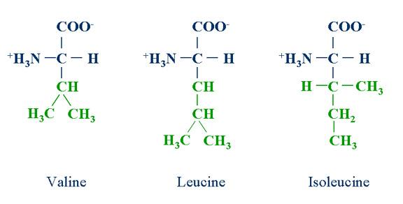 Branched-Chain Amino Acids (BCAAs): Essential Recovery Supplements or Overhyped?